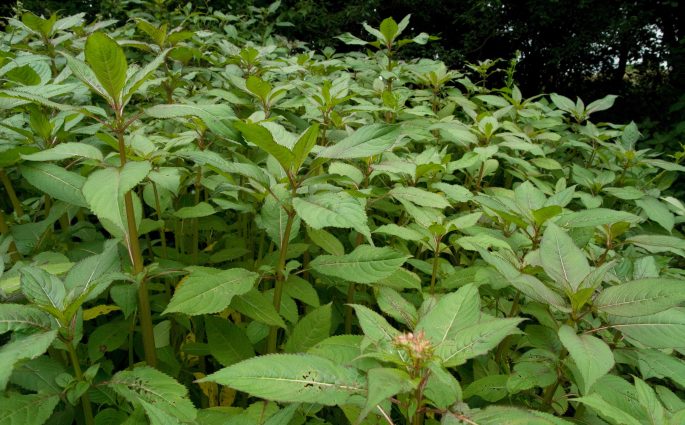 himalayan-balsam-in-Llansadwrn