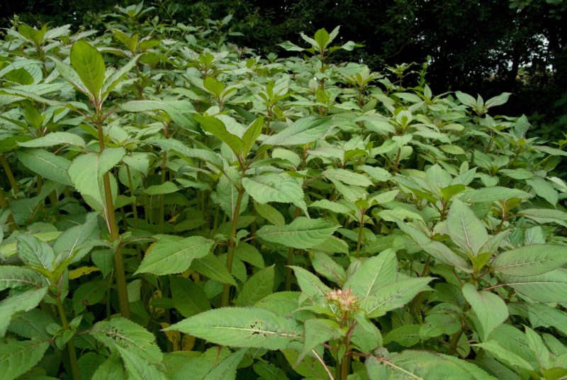 himalayan-balsam-in-Llansadwrn