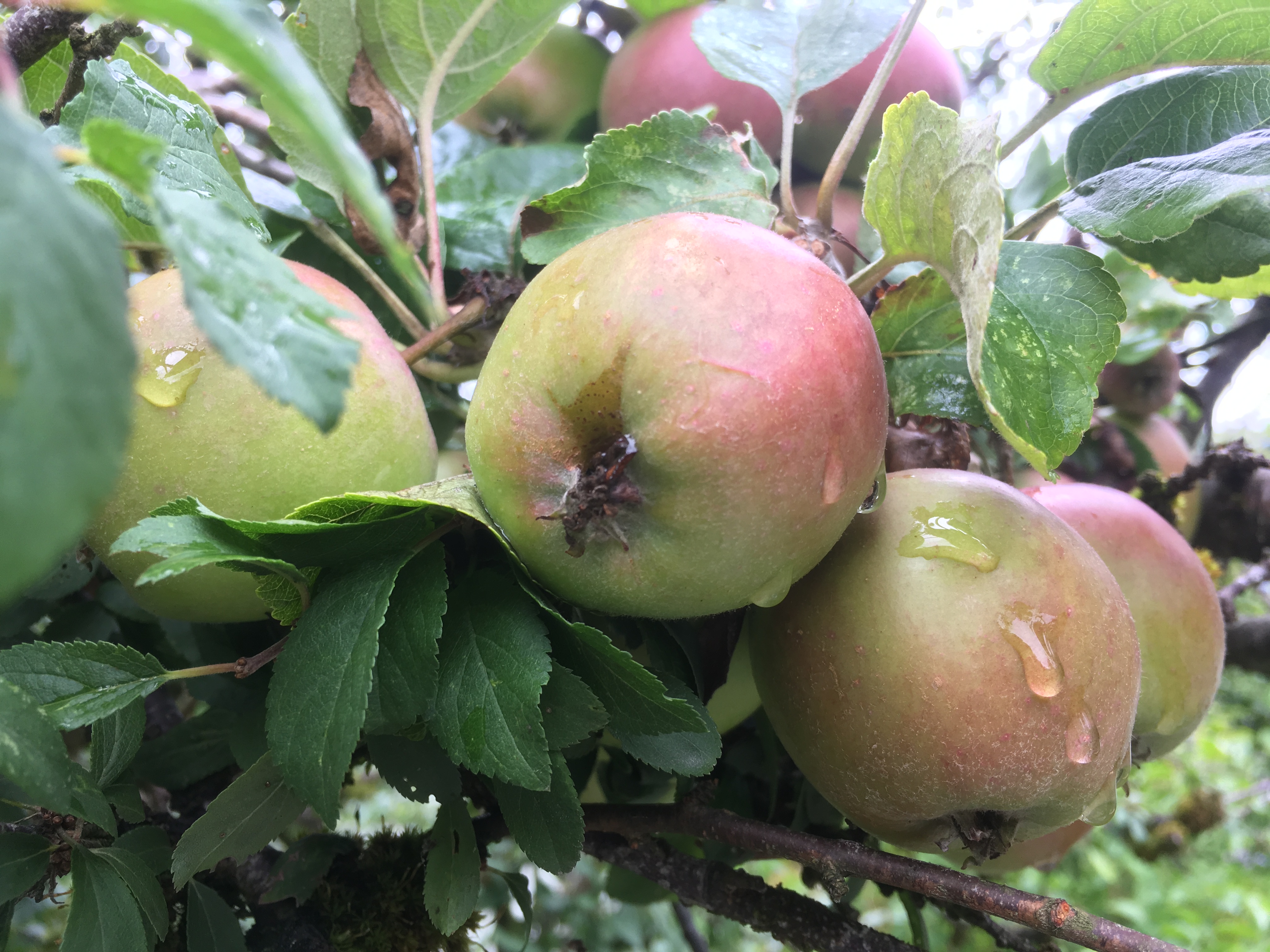 Apple day in Cwmdu