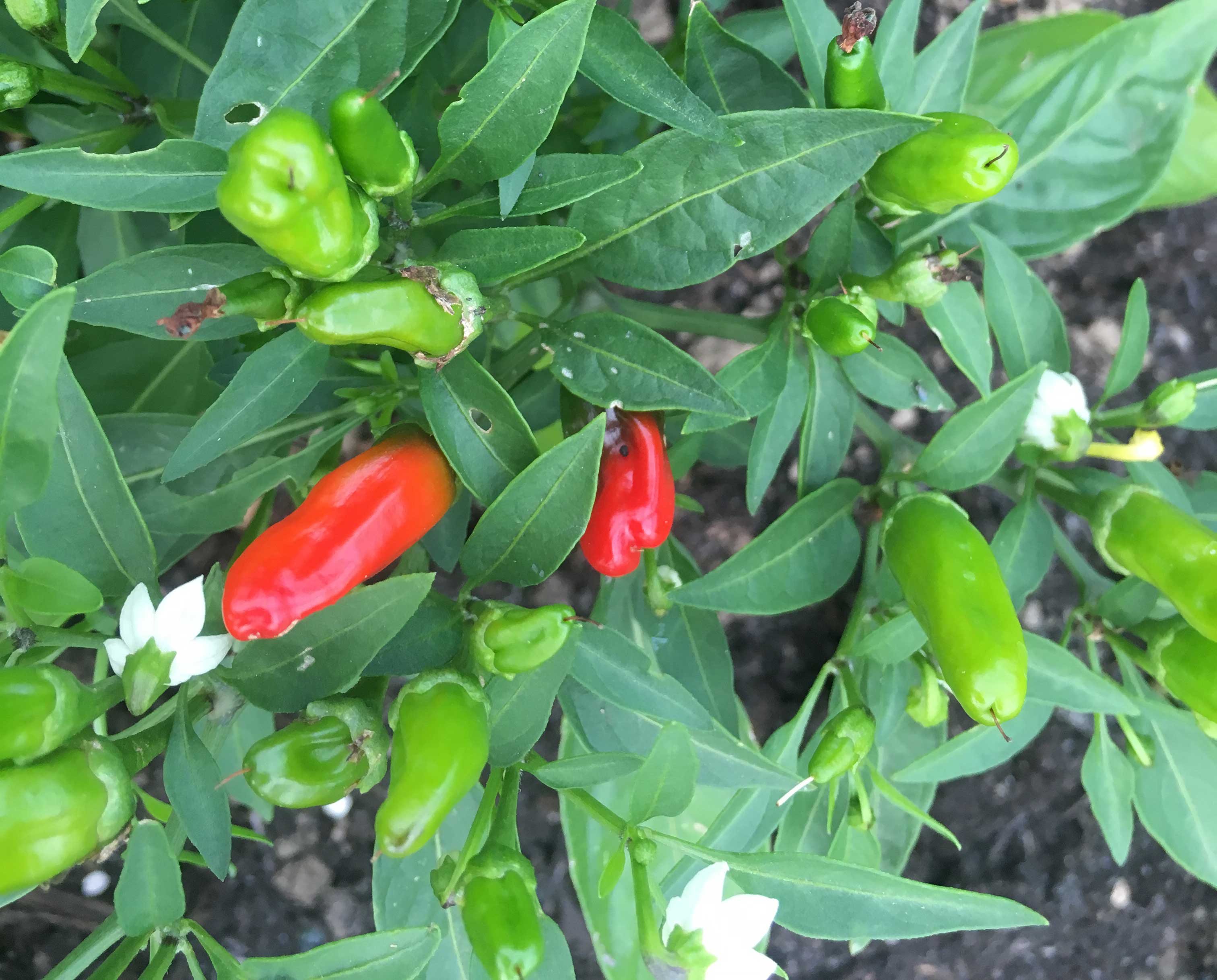 Chillis-from-Gardd-Sadwrn