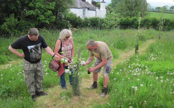 Llansadwrn community garden